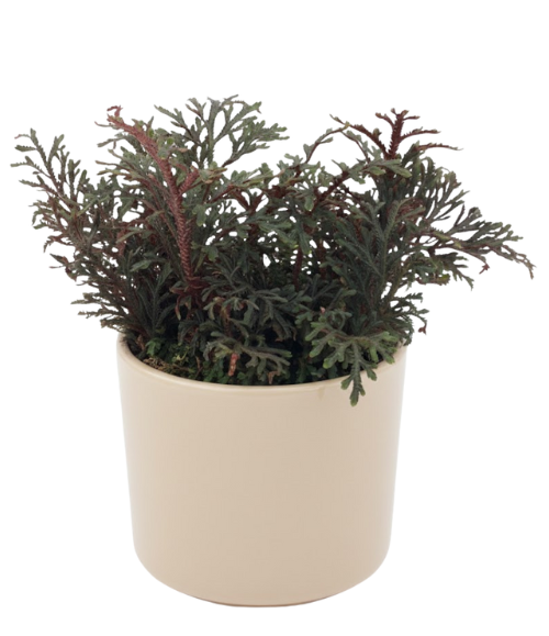 Ruby Red Panama Venta de Planta Magica