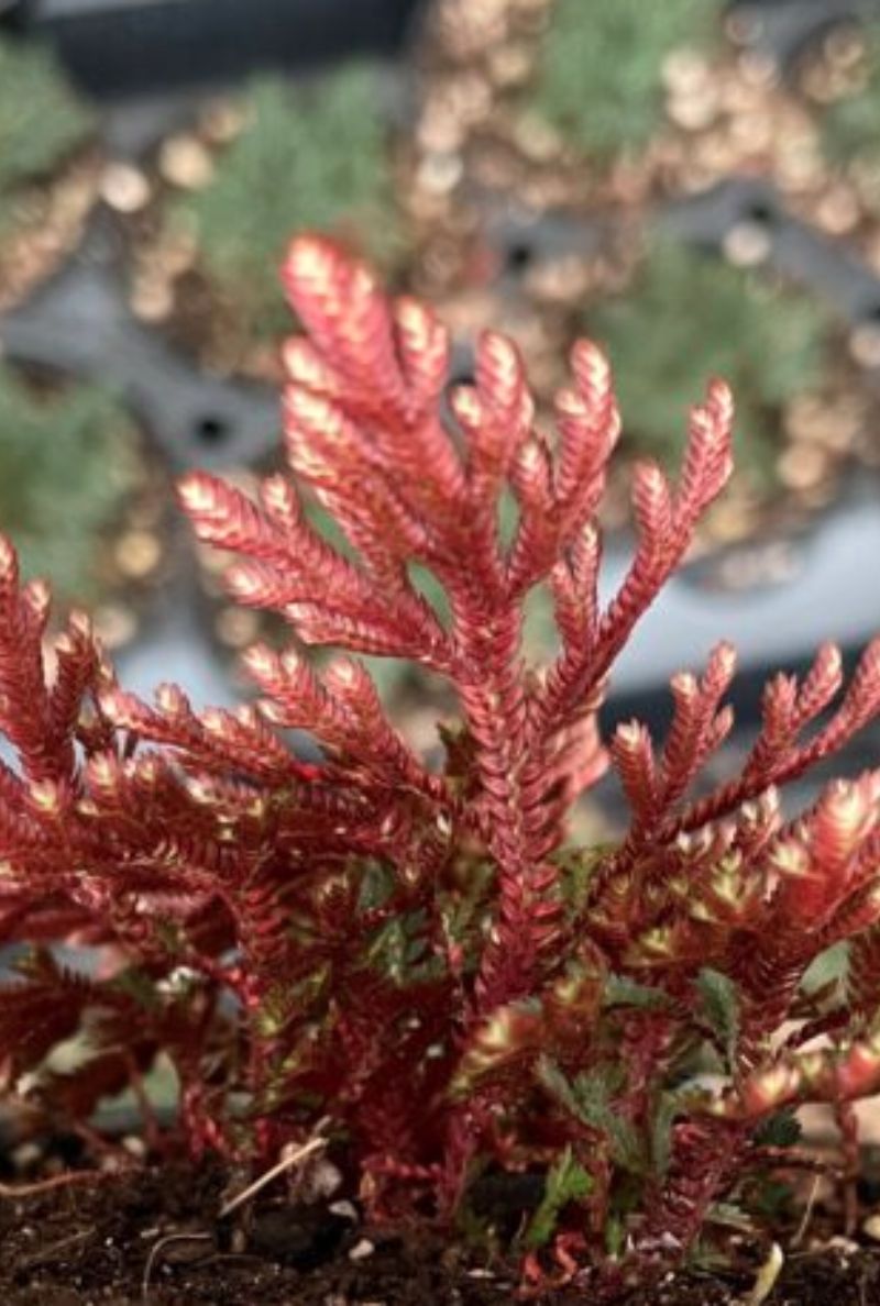 Ruby Red Panama Magical Plant